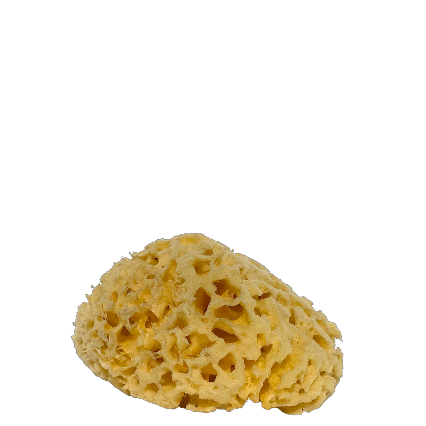 Cycladic | Sea Sponges